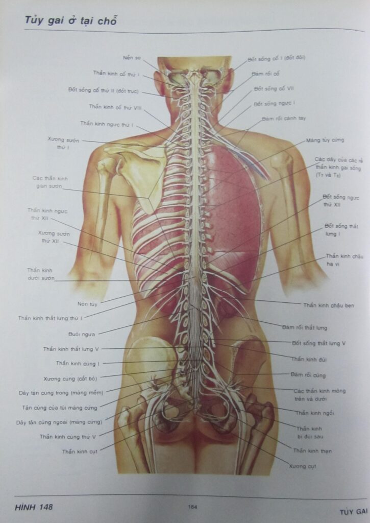 Nội dung sách Atlas giải phẫu người PDF